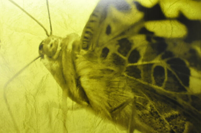 Das Bild zeigt eine Wandtapette mit dem Fotodruck eines Schmetterlings.